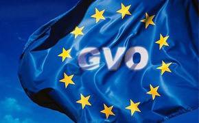 Wettbewerb: EU-Kommission erklärt neue Schirm-GVO 