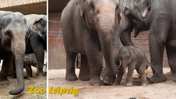 Zoo Leipzig: Elefantenbaby geboren