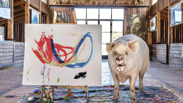 Pigcasso: Erste Schweinekunst-Ausstellung in Deutschland