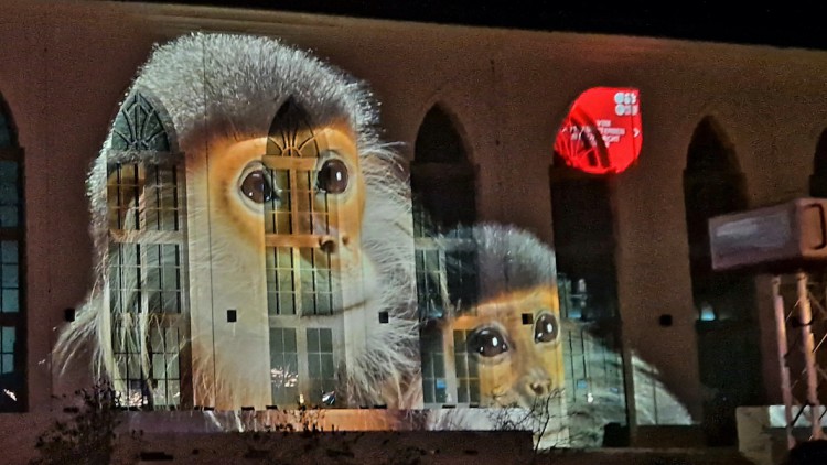 Projektionen_Zoo_Leipzig_2024