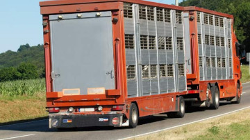 SPD will Tiertransporte auf vier Stunden begrenzen 