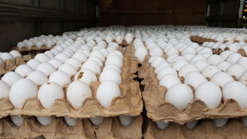 Eier in einem LKW