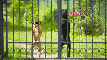 Hunde am Zaun