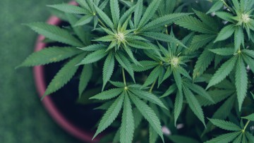 Anbau von Cannabispflanzen in Blumentopf, Marihuana-Blätter von oben
