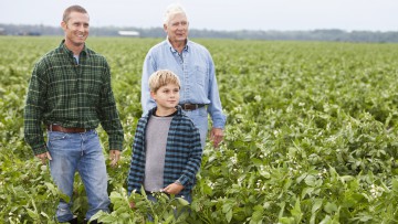 Drei Generationen von Männern, die auf einem Kartoffelfeld stehen. Ein kleiner Jungen vor seinem Vater und Großvater. 