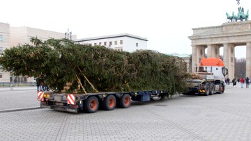 Schwertransport Weihnachtsbaum Berlin